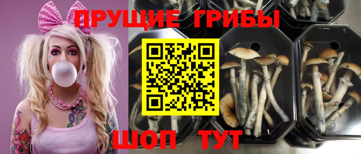 Псилоцибиновые грибы ЛСД Мытищи